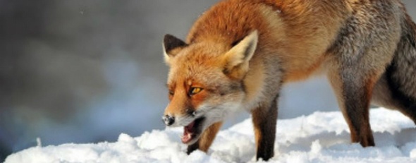 fox