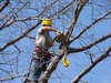 tree trim min 845