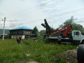 Фото дерево 002